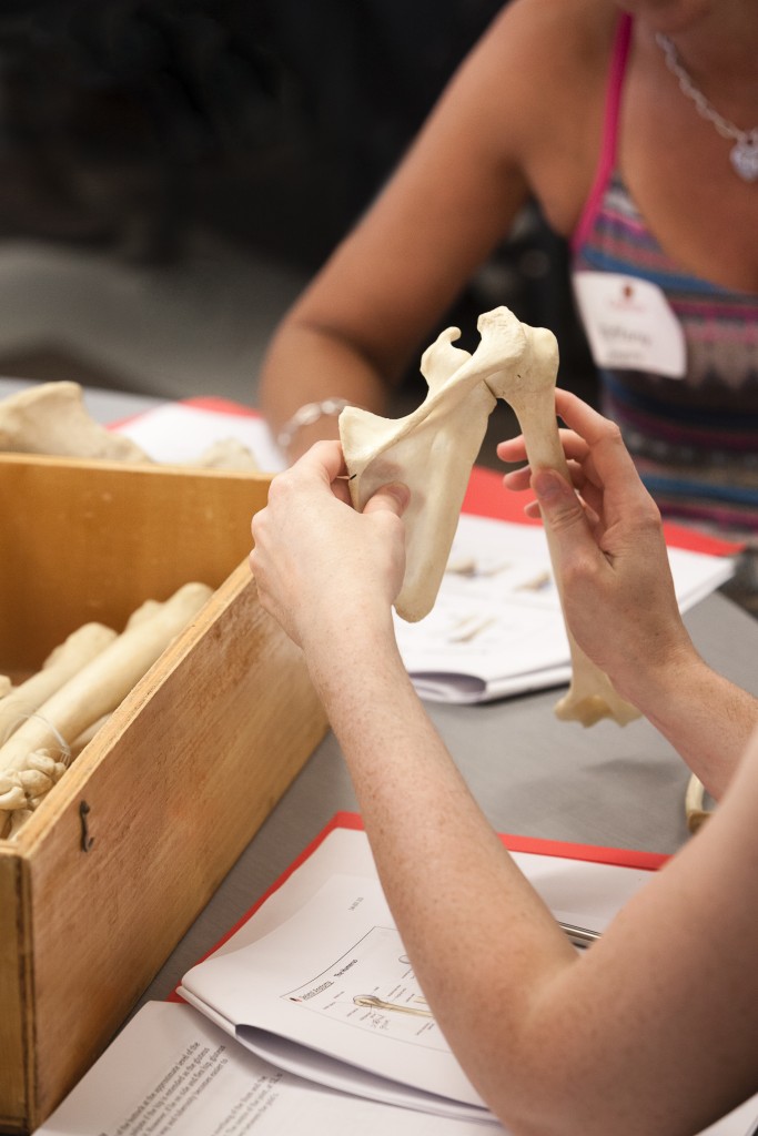 Hands-on learning at the 2014 Functional Anatomy Boot-Camp.