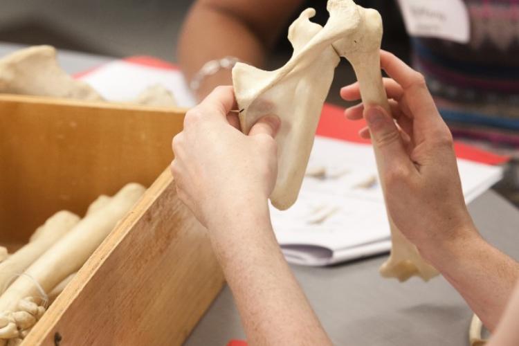 Hands-on learning at the 2014 Functional Anatomy Boot-Camp.